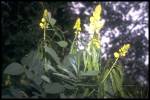 leaf and flower